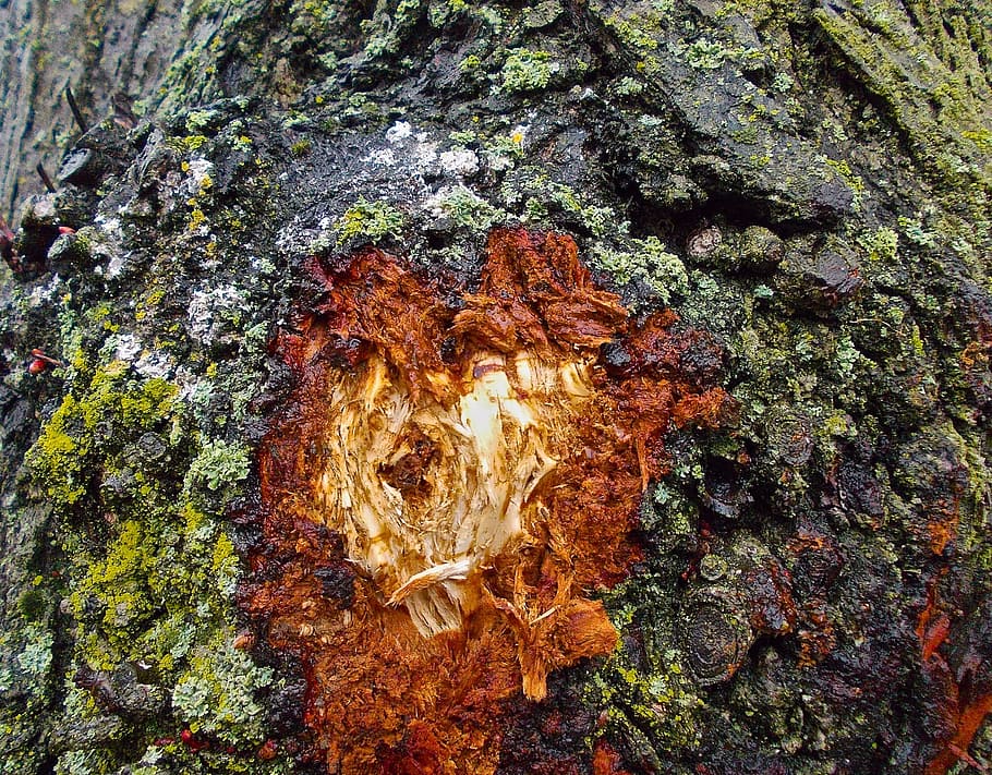 tree, bark, spring, red, tree trunk, growth, rough, nature HD wallpaper