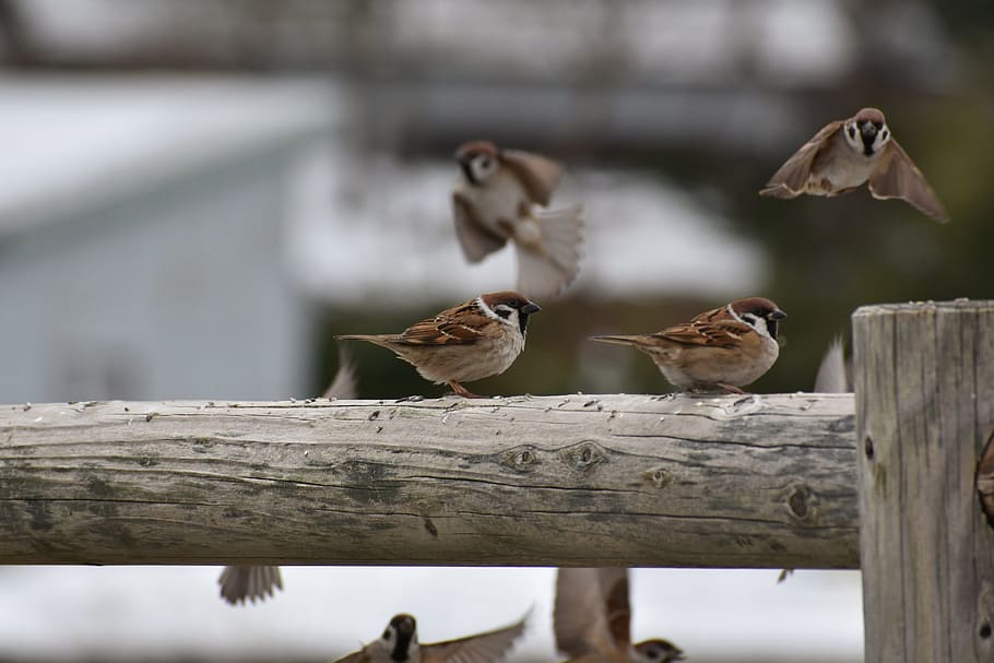 Bird woods