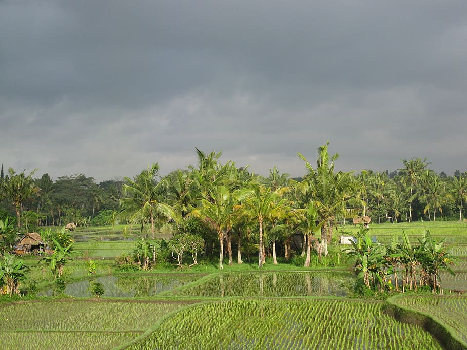 tree and grass covered field during day, Rice Field, Paddy, Field