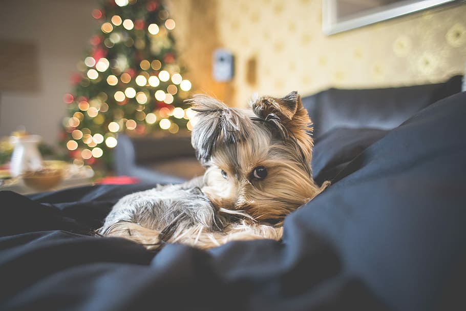 Puppy with an Innocent Look on her Face, animals, bokeh, christmas