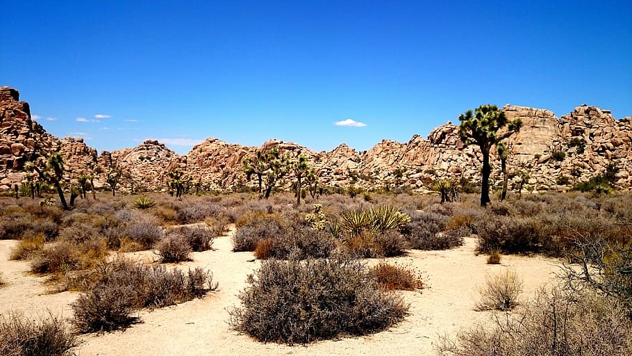 Desert, Tree, Sky, Blue, Tuscany, landscape, agriculture, nature HD wallpaper