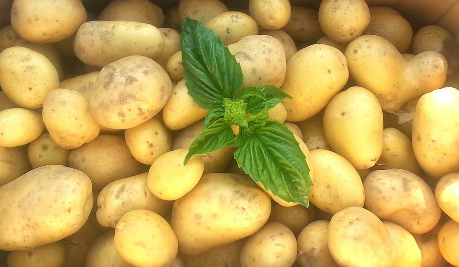potatoes, frisch, raw, food, food and drink, freshness, healthy eating HD wallpaper