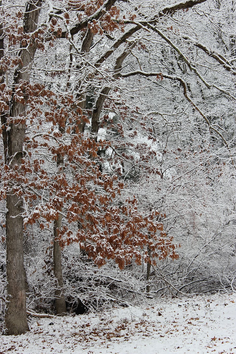tree, leaves, snow, nature, season, natural, foliage, branch HD wallpaper
