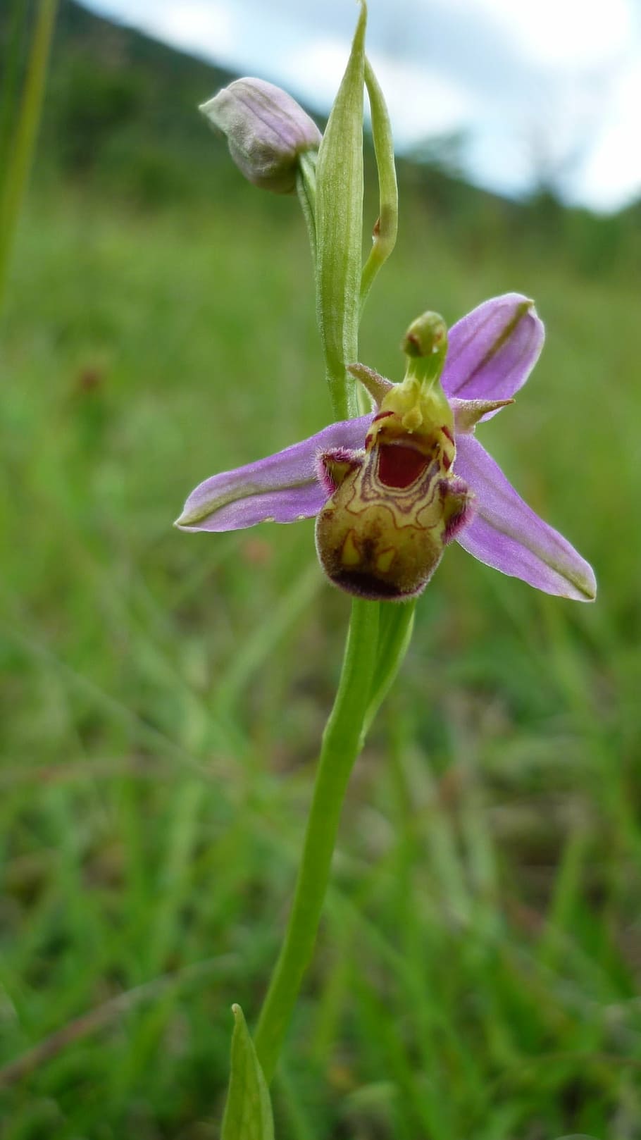 bee orchid, marmorata, german orchid, mountainside, protected, HD wallpaper