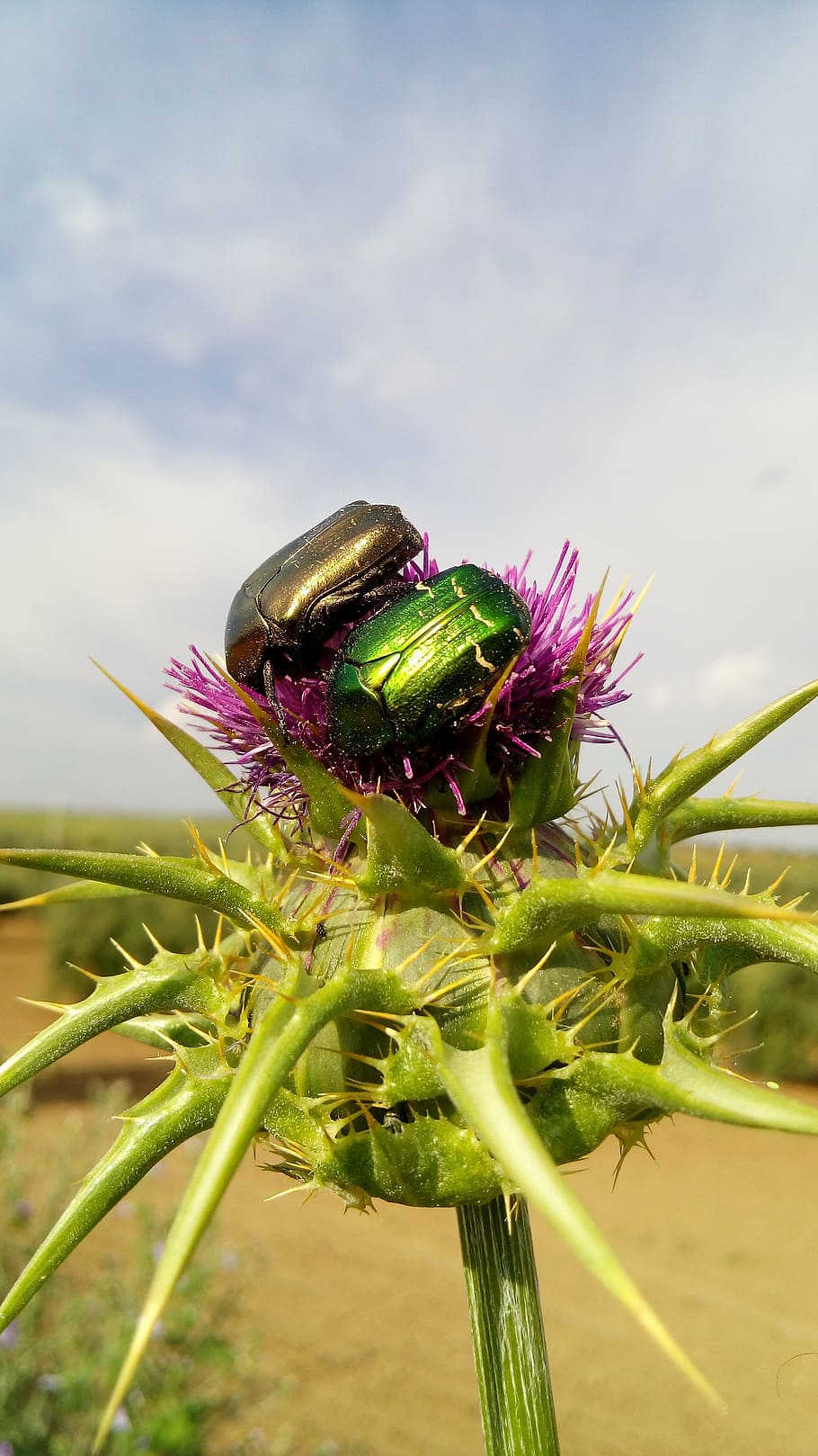 thistle, beetle, highlights, coleoptera, couple, green, gold HD wallpaper