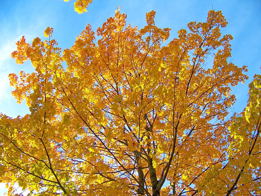 yellow, maple, tree, leaves, autumn, fall, branches, plant HD wallpaper
