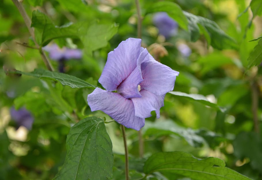 flower, button hibiscus, violet, nature, garden, flora, green HD wallpaper