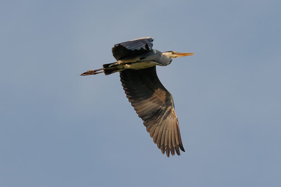 grey heron, bird, animals in the wild, animal wildlife, vertebrate HD wallpaper