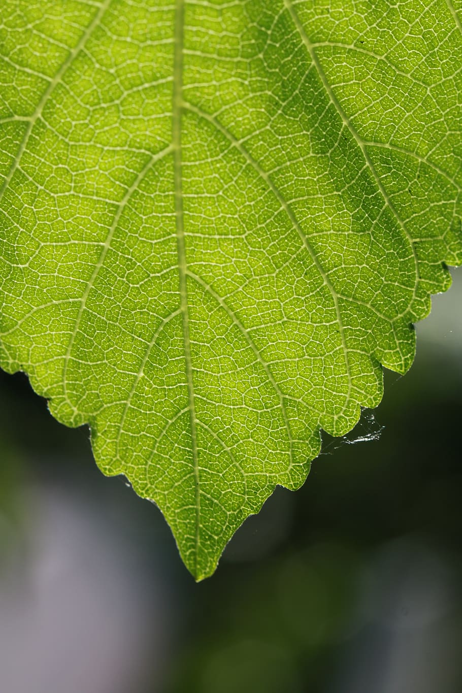 leaf, nature, green, tree leaf, color, plant part, close-up HD wallpaper