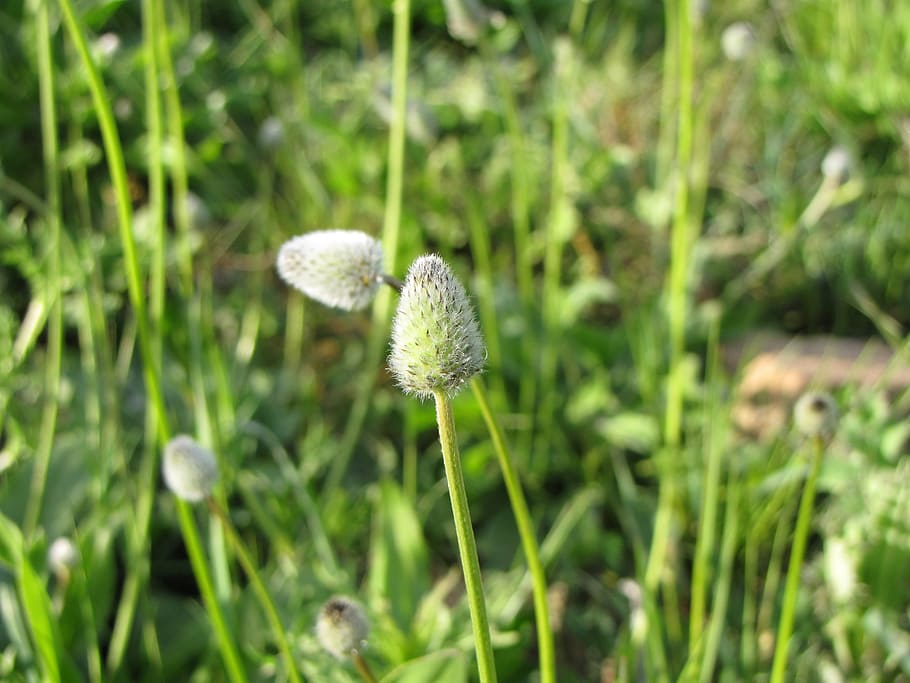 green, flower, nature, plant, growth, flowering plant, freshness HD wallpaper