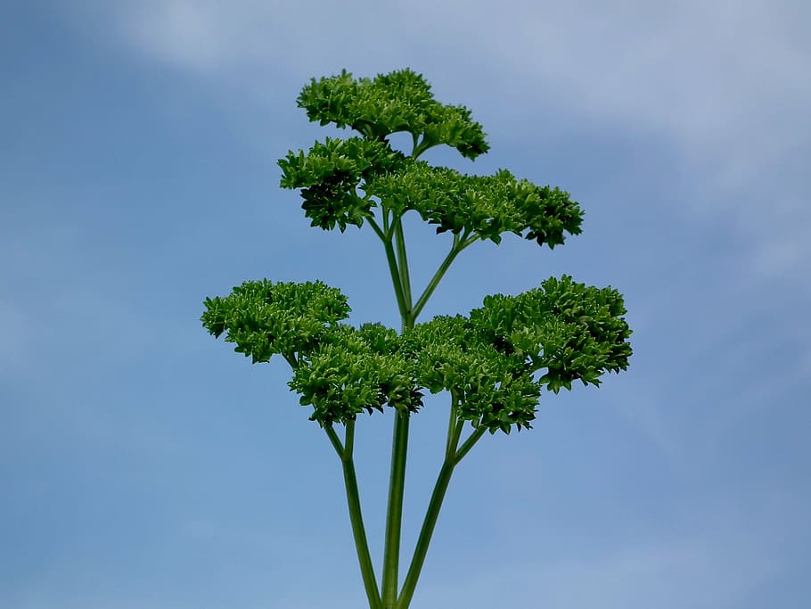 green leaf plant during daytime, parsley, seasoning, greens, salad