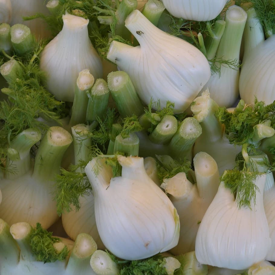 vegetables, fennel, food, freshness, food and drink, white color, HD wallpaper