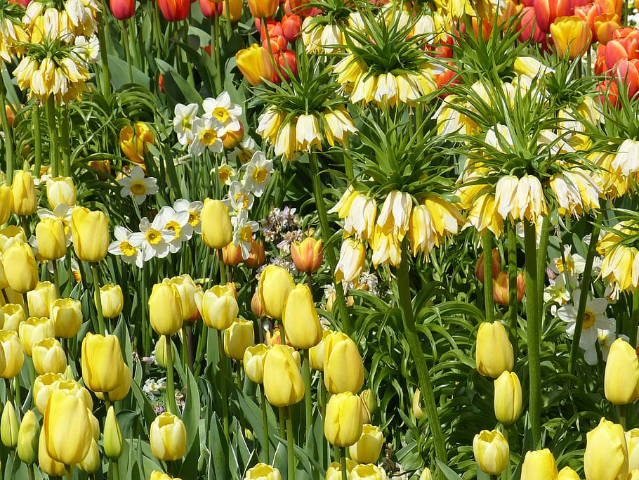 flowers, spring, park, bed, nature, bloom, tulip, narcissus, HD wallpaper