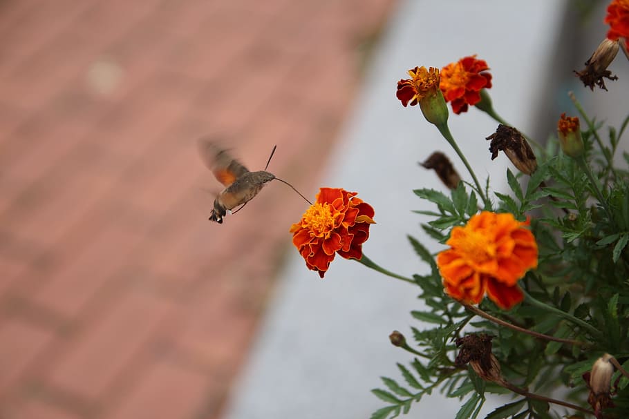 flowers, nature, forest, mountain, bug, autumn, orange, garden HD wallpaper