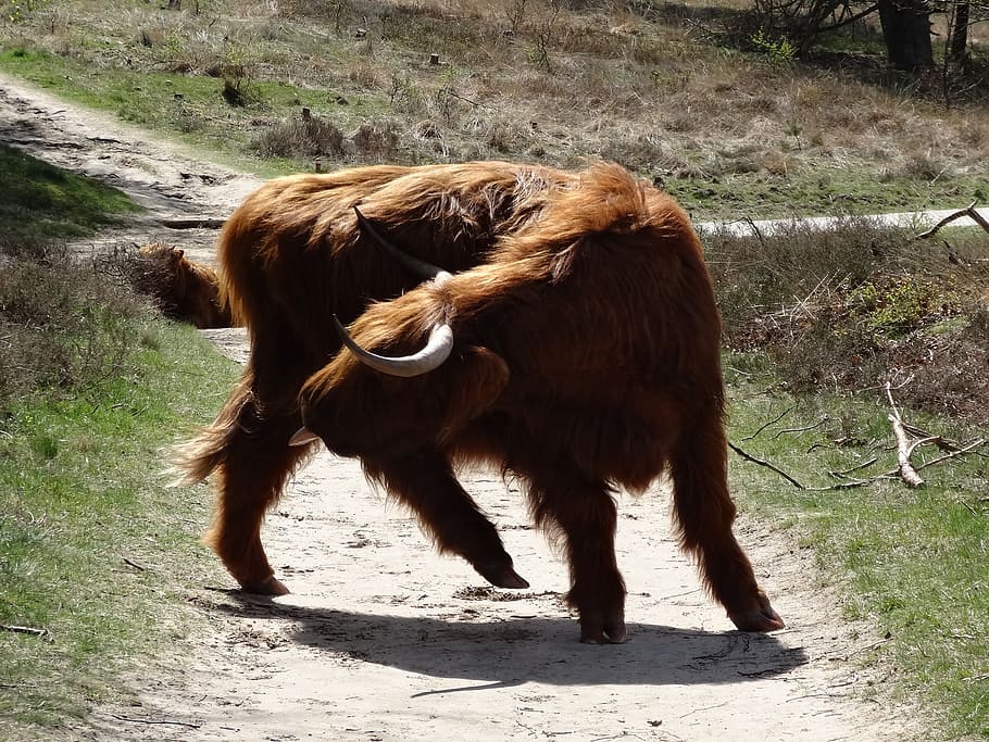 scottish highlander, beef, nature, cows, oxen, landscape, mammal HD wallpaper