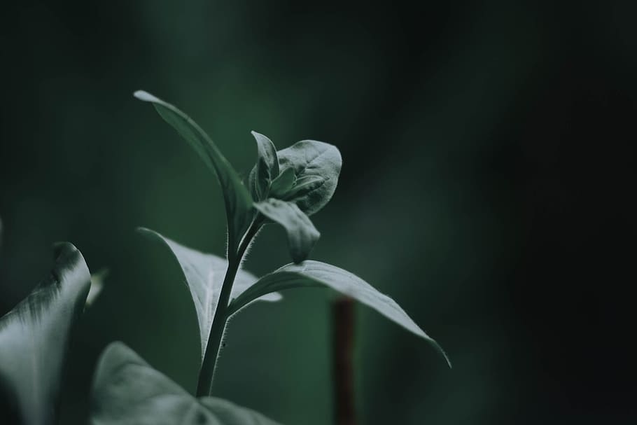 green, leaf, herbal, plant, nature, blur, fragility, vulnerability HD wallpaper