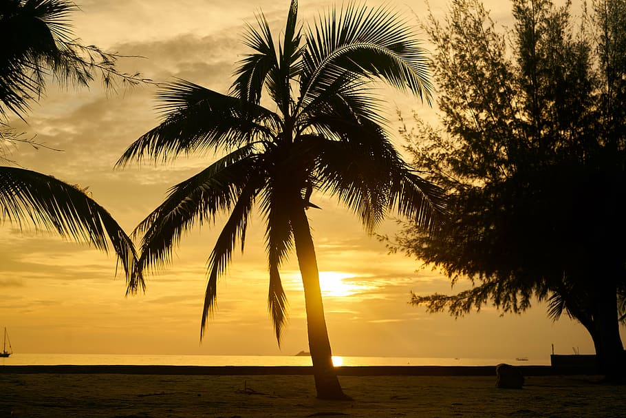 silhouette of coconut tree near body of water during sunset, landscape, HD wallpaper