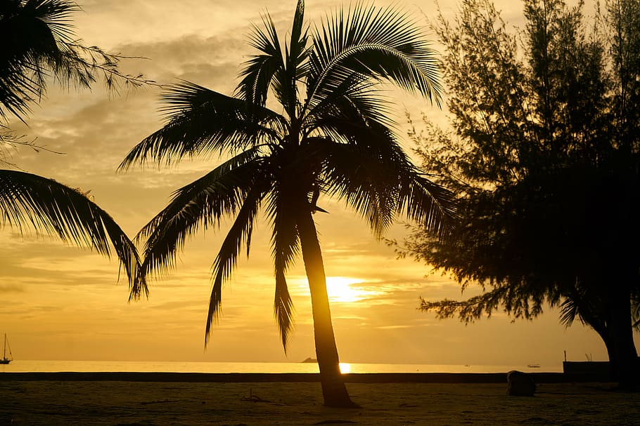 silhouette of coconut tree near body of water during sunset HD wallpaper