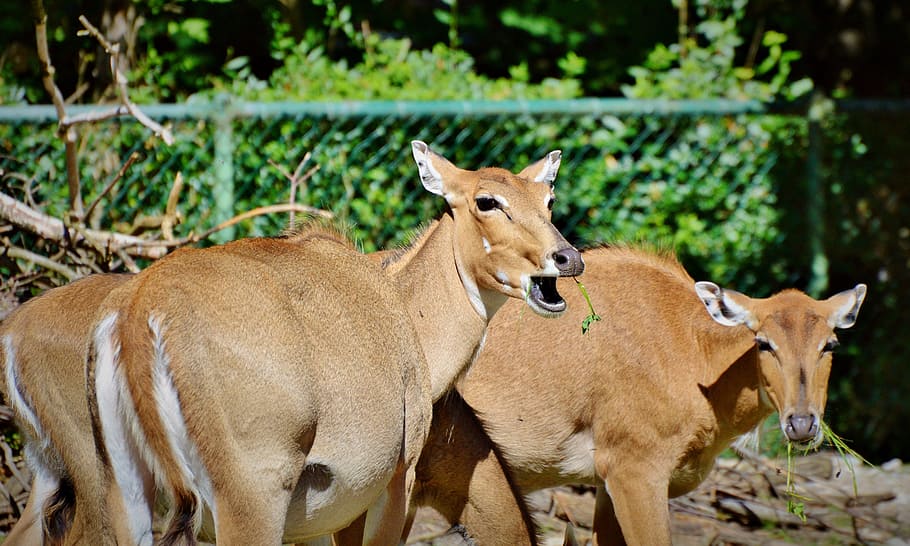 roe deer, doe, wild, red deer, animal, damm wild, rehgruppe HD wallpaper