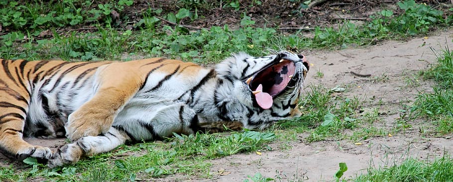tiger, big cat, predator, dangerous, wildcat, majestic, beautiful HD wallpaper