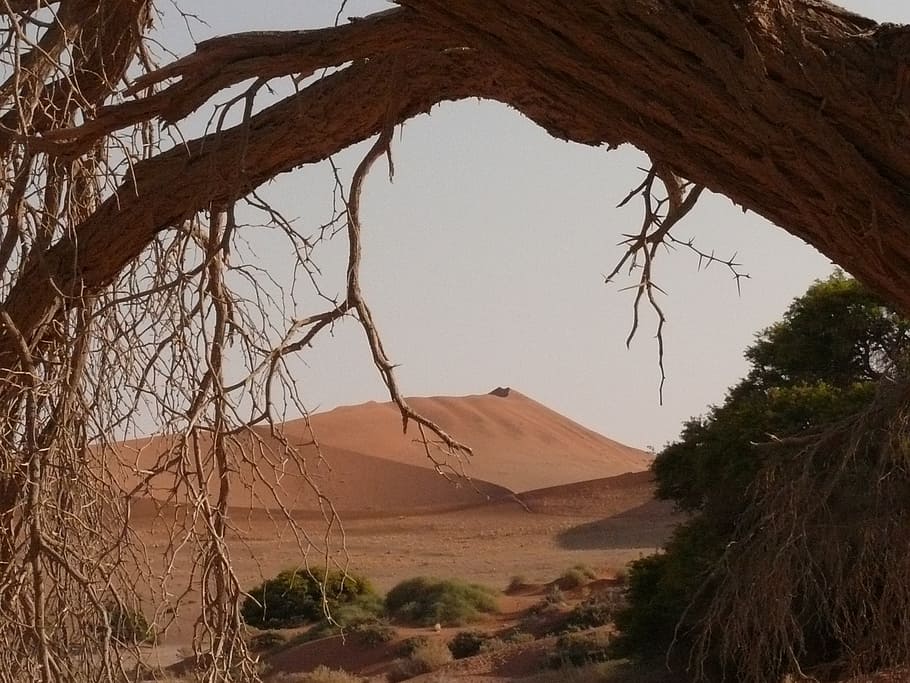 desert, sahara, namibia, drought, soussosvlei, sand, dune, tree HD wallpaper