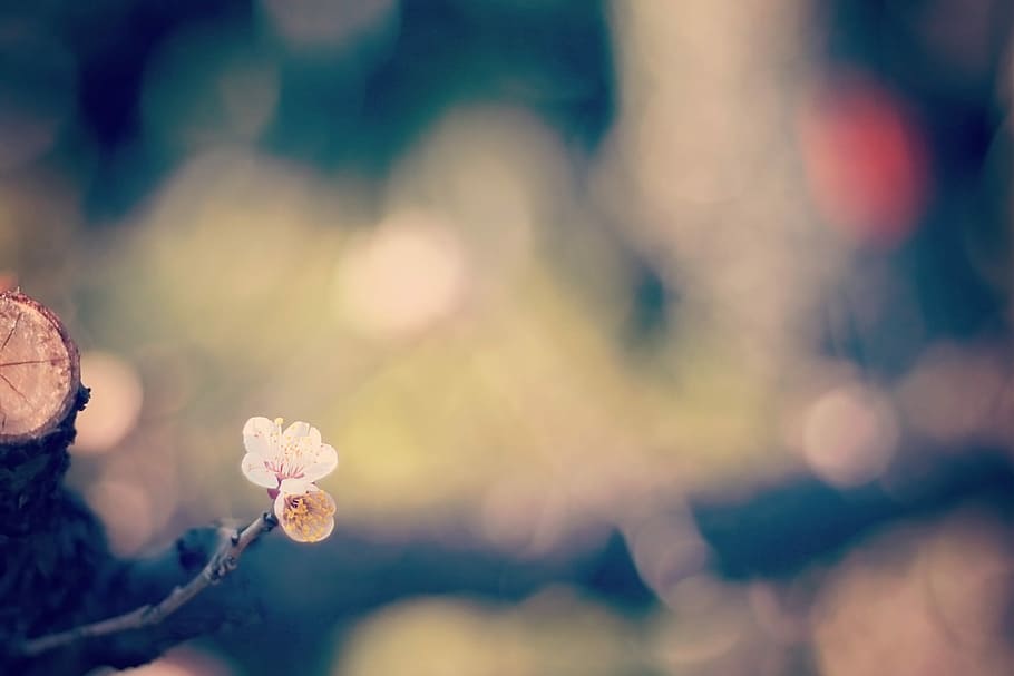 nature, flower, plant, springtime, defocused, outdoors, season HD wallpaper