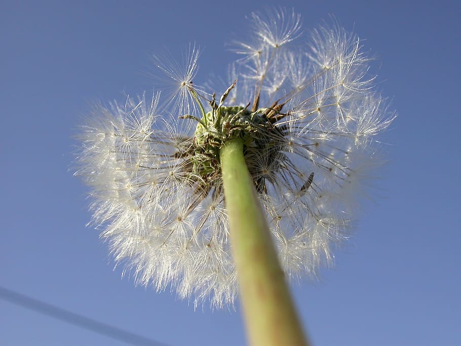 dandelion, seeds, close, macro, taraxacum, blossom, bloom, umbrella HD wallpaper
