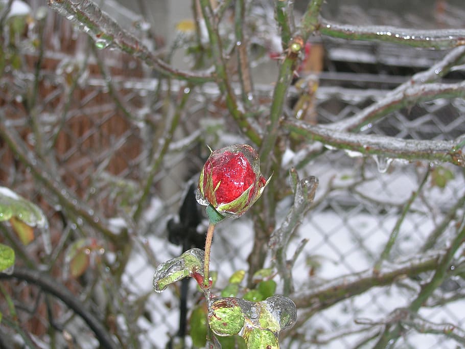 ice rose, frost, cold, snow, winter, foliage, plant, cold temperature HD wallpaper