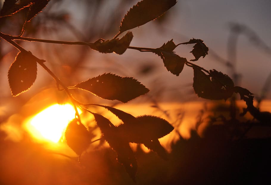 sunset, branches, nature, plant, plant part, leaf, tree, growth HD wallpaper