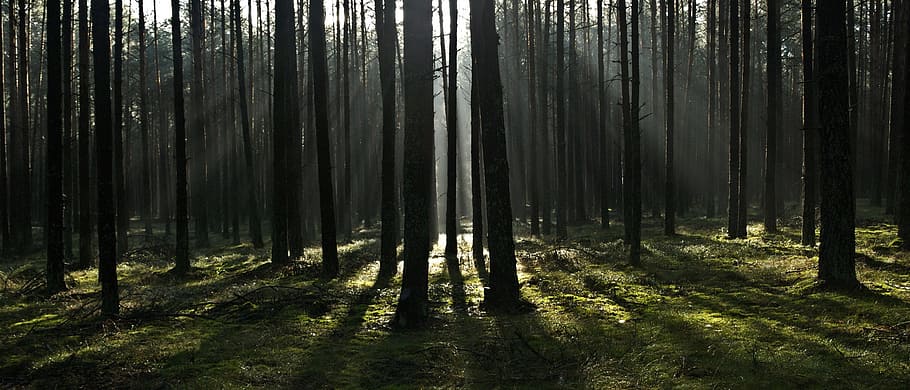 silhouette of trees during daytime, photography, forest, the rays HD wallpaper