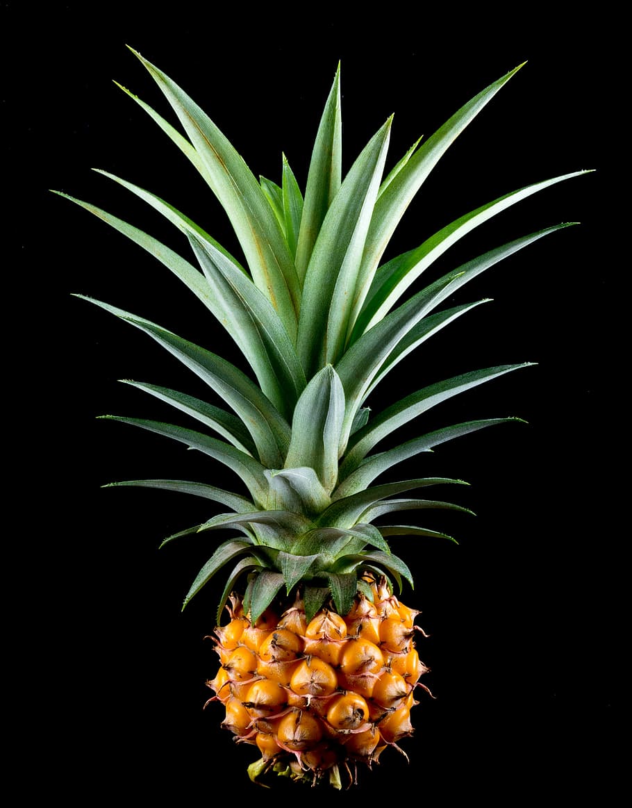 photo of pineapple, small pineapple, fruit, tropical, delicious HD wallpaper