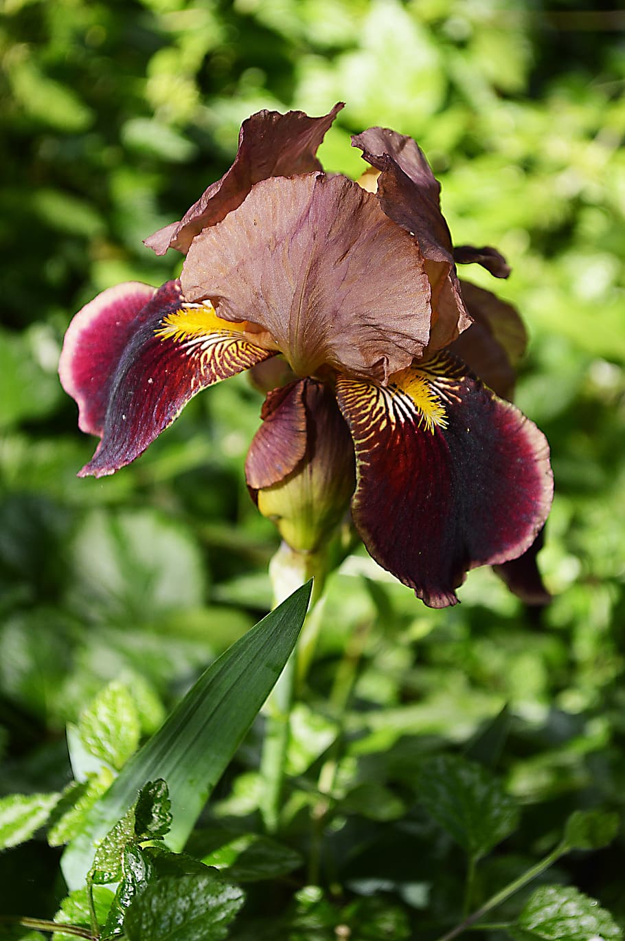 iris, flower, spring, nature, plant, leaf, flowering plant HD wallpaper