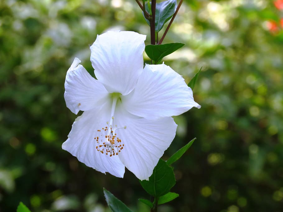 white Hibiscus flower, hibiscus rosa sinensis, herbal, white rose