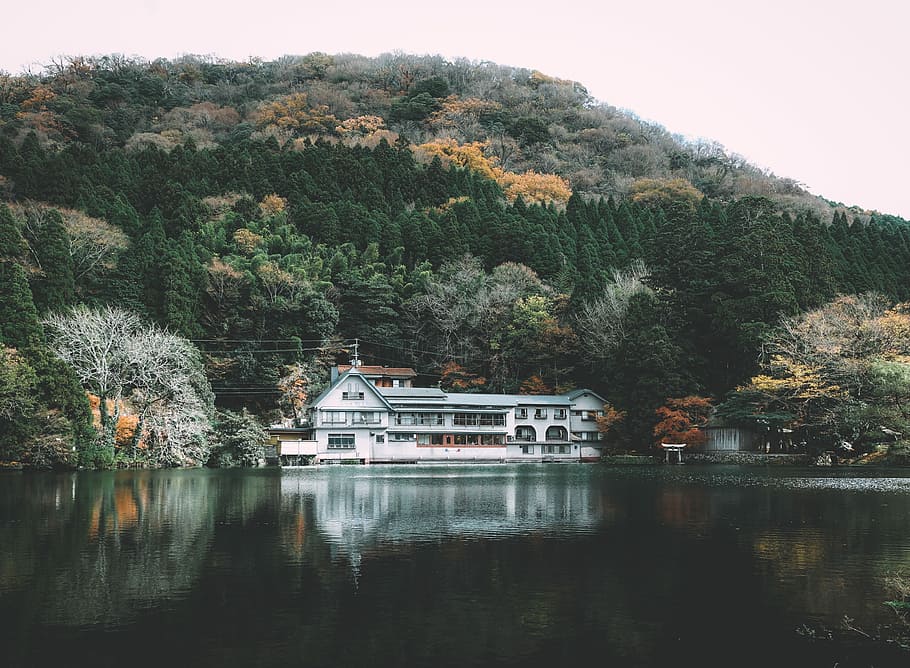 house beside body of water, house surrounded by trees and lake during daytime HD wallpaper