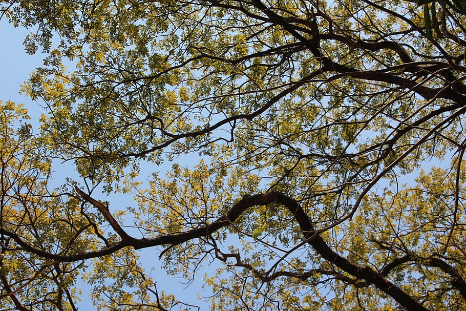 tree, top, crown, leaves, aesthetic, high, forest, plant, low angle view HD wallpaper