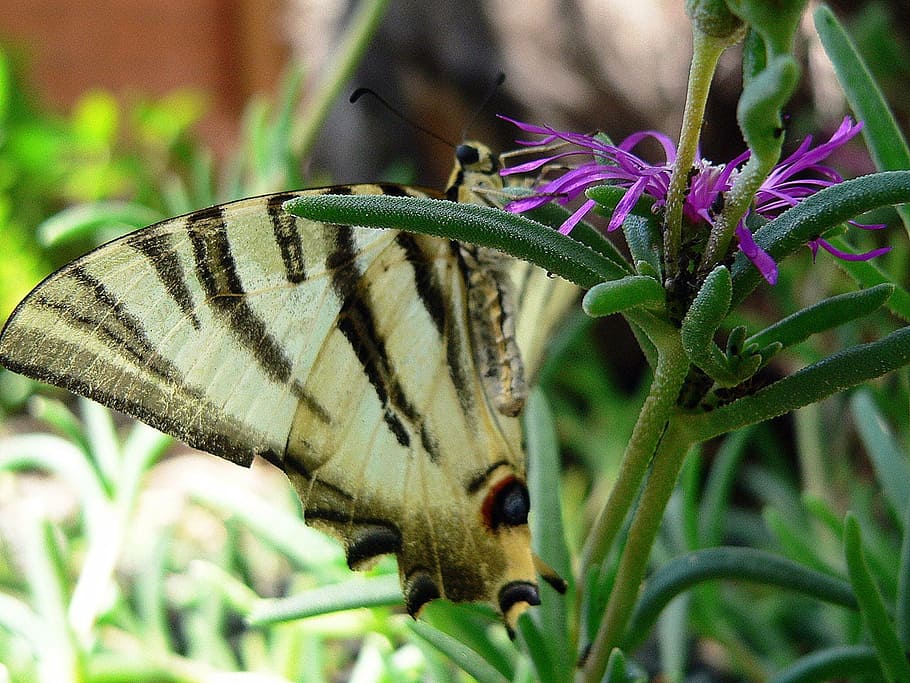 butterfly, insect, wings, resting, fauna, flower, purple, plant HD wallpaper