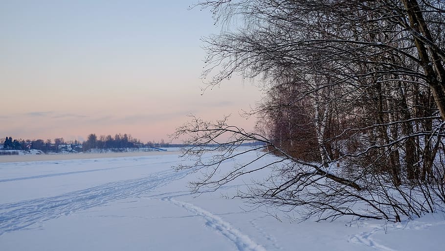 winter, snow, coldly, leann, frozen, ice, nature, season, tree HD wallpaper