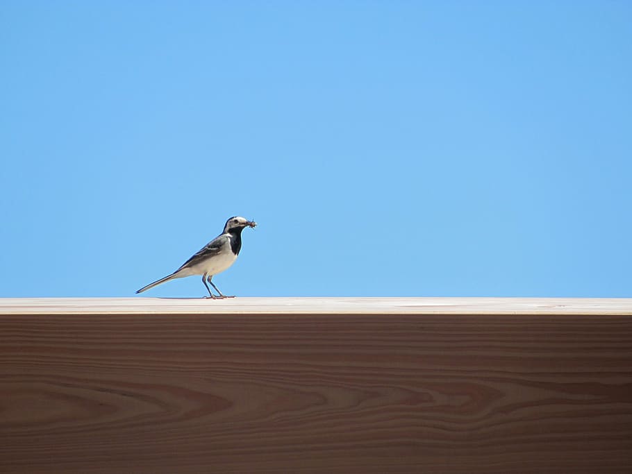 Bird, Summer, Sun, one animal, animals in the wild, animal themes HD wallpaper