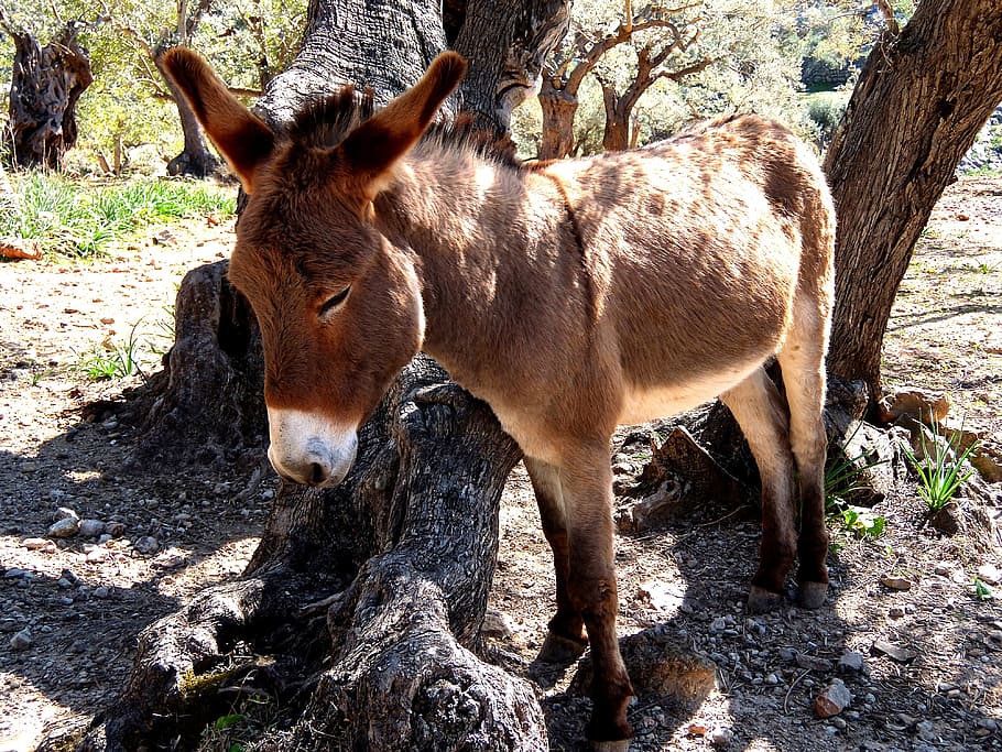 Donkey, Mallorca, Free Running, rocky, steinig, trustful, mediterranean HD wallpaper