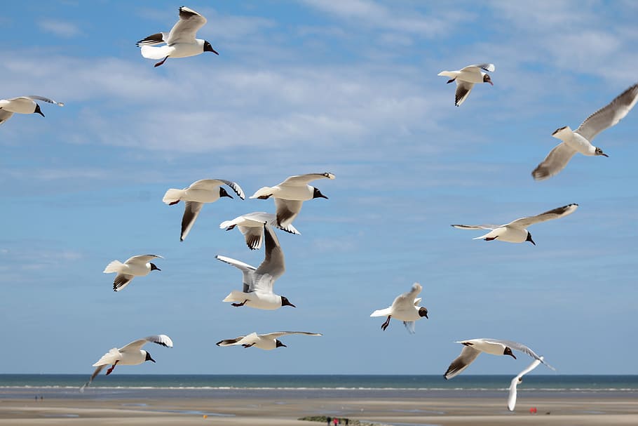 Birds, Group, Flight, Seagull, Nature, flying, animals in the wild HD wallpaper