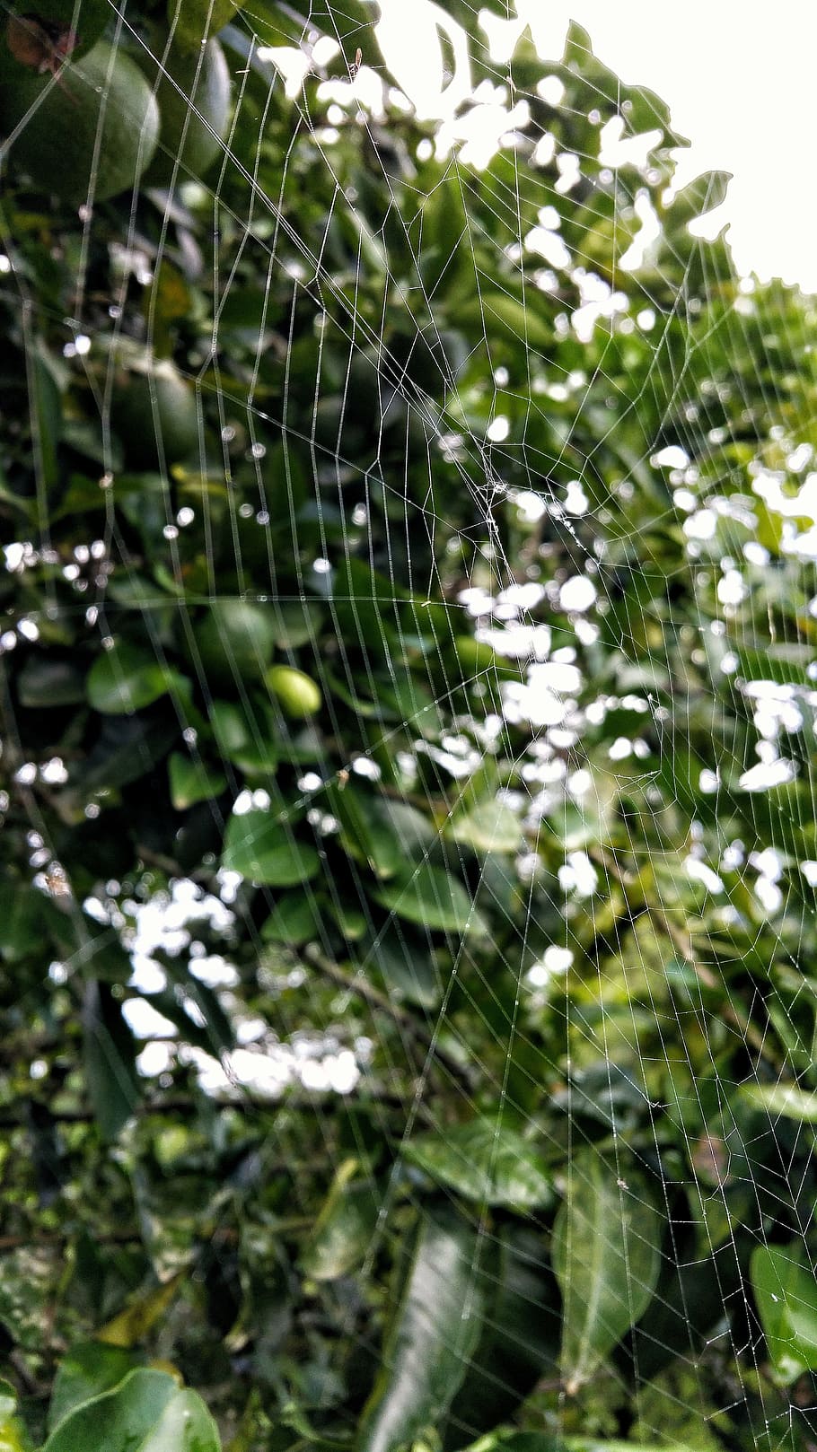 spider web, strings, orange tree, tropical, design, belize HD wallpaper