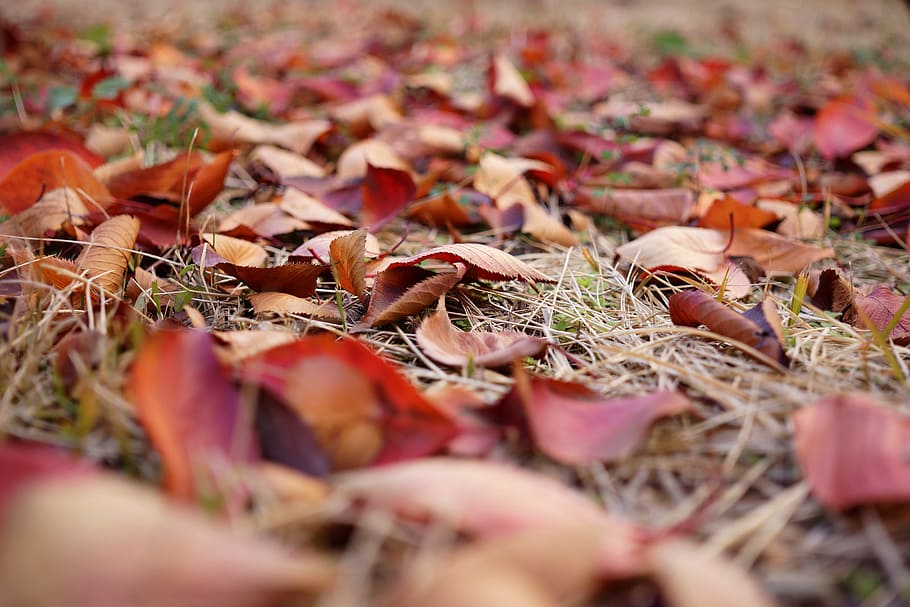 late autumn, leaves, backyard, plant part, selective focus HD wallpaper