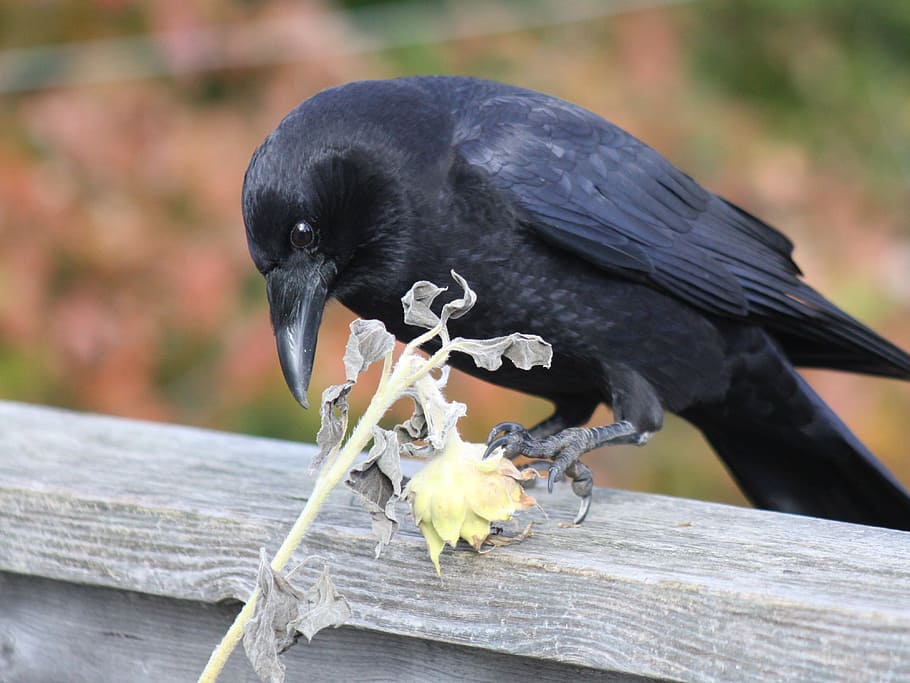 crow, claw, dried sunflower, railing, animal themes, one animal HD wallpaper