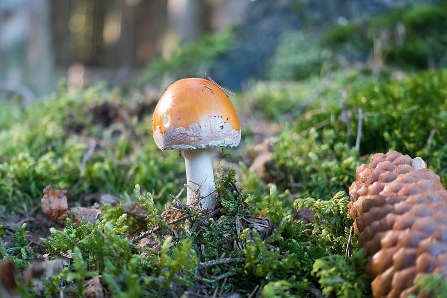 Mushroom, Hat, Orange, Brown, orange brown, flake, white, velum flakes