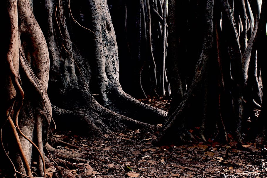 nature, woods, trees, trunk, roots, tree trunk, forest, land HD wallpaper
