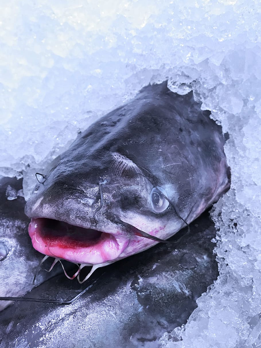 fish, ice, food, fresh, fishing, ingredient, cold, frozen, seafood, HD wallpaper
