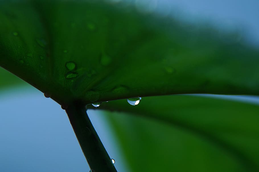 dew drops, early tomorrow, green leaf, plant, green color, water HD wallpaper