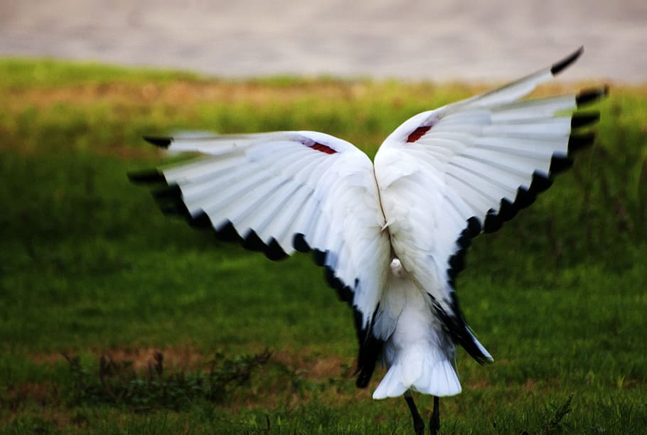 white and black bird on focus photo, Fly, Wings, Nature, Feather HD wallpaper