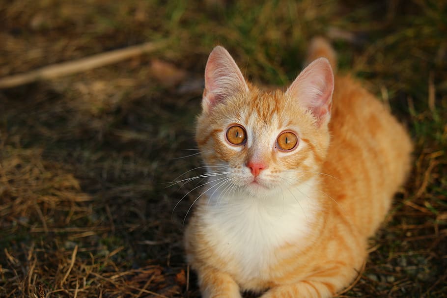 orange Tabby cat, kitten, red mackerel tabby, red cat, young cat HD wallpaper