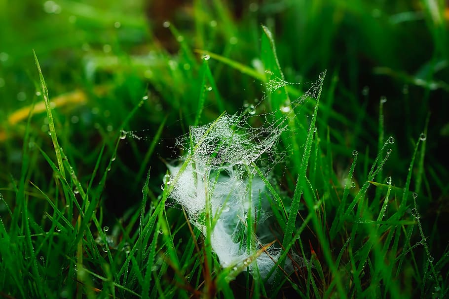 cobweb, plants, grass, dew, moisture, water, meadow, summer HD wallpaper
